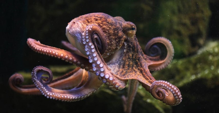 Studija: Ženke hobotnica bacaju stvari na mužjake koji ih gnjave