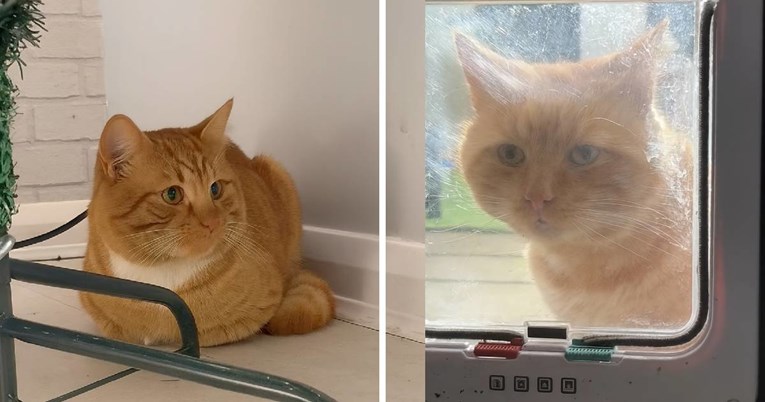 Vlasnica čula mijaukanje pa zatekla nepoznatu mačku ispod božićnog drvca