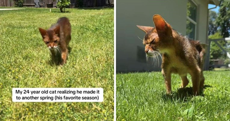 Mačak proslavio 24. rođendan i osvojio srca milijuna gledatelja