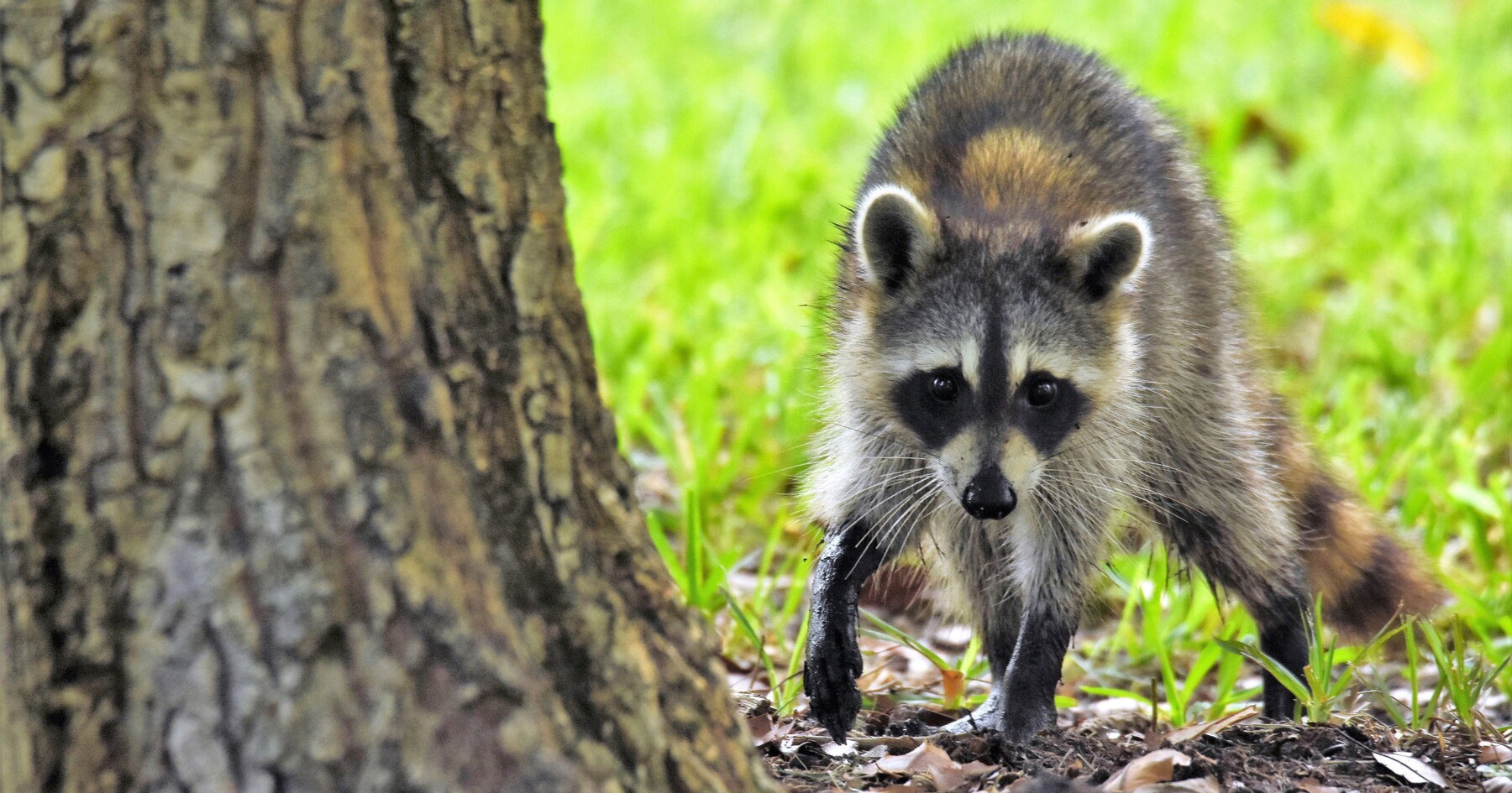 Amerikanac spasio rakuna. Rakun ga izgrizao, ispostavilo se da ima bjesnoću