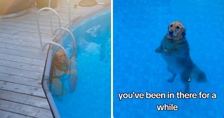 8 milijuna pregleda: Pas pokušava prevariti svoju vlasnicu kako bi ušla u bazen