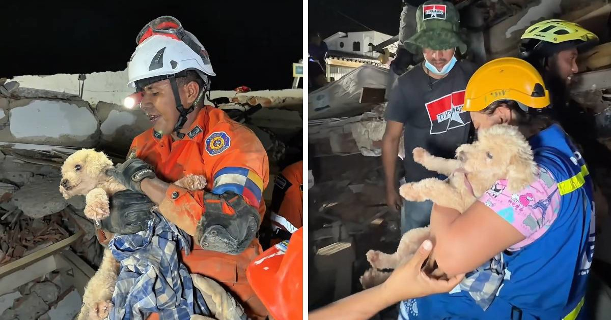 Psić spašen iz ruševina u Venezueli pet dana nakon potresa
