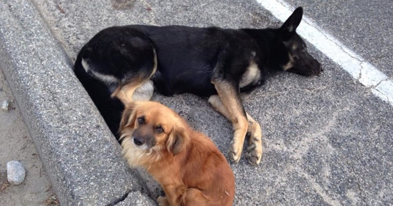 Trudna kujica ležala ozlijeđena pored ceste, njen pseći prijatelj ju je čuvao