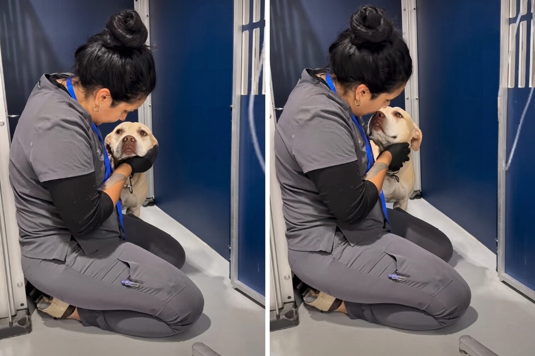 Pas se bojao pregleda, potez veterinarske asistentice oduševio je tisuće