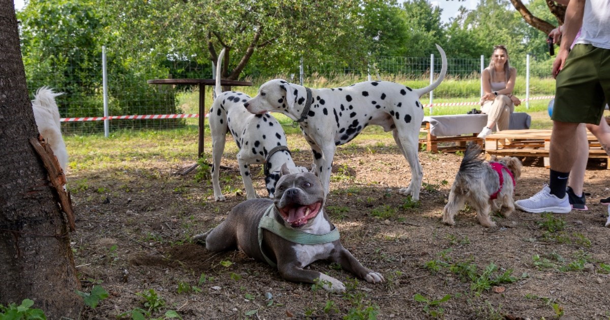 Zagreb je dobio Bark Park, vlasnici pasa su oduševljeni: "Ovo je trebalo Hrvatskoj"