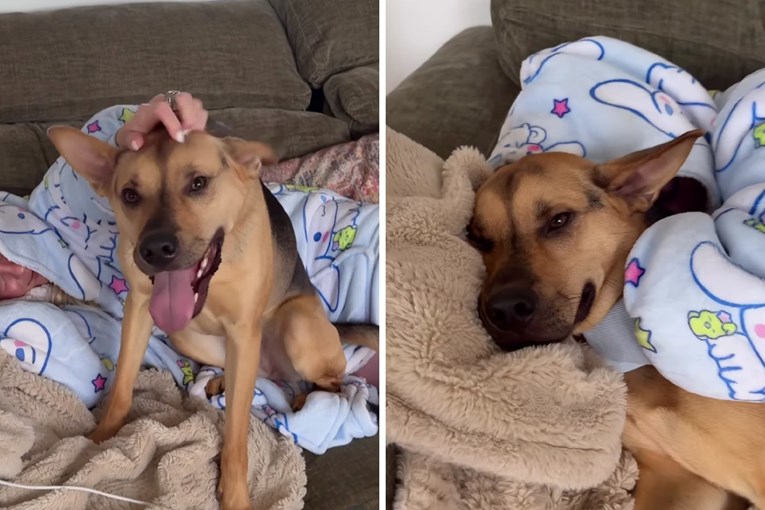 Snimka koja je raznježila mnoge: Udomljeni pas ostao uz vlasnicu dok je bila bolesna