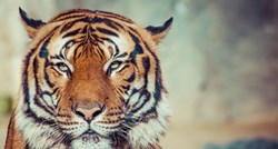 Ubijena tigrica ljudožderka, lovci je namamili parfemom Calvina Kleina