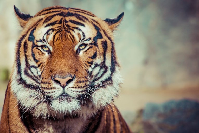 Ubijena tigrica ljudožderka, lovci je namamili parfemom Calvina Kleina