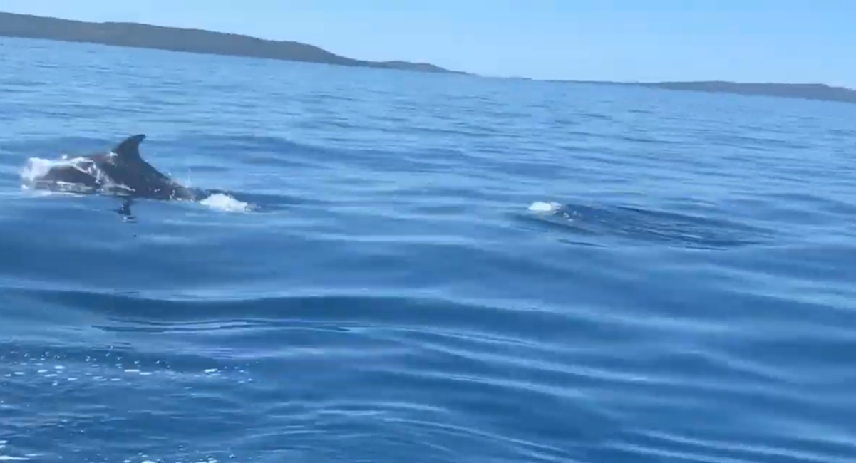 VIDEO Razigrani dupini plivali uz brodicu kod Splita i oduševili ljude