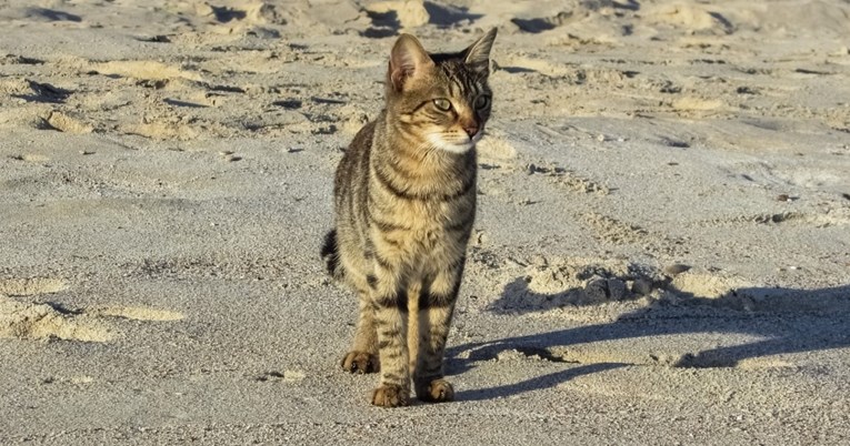 Mačku odveli na plažu, od oceana je pobjegla glavom bez obzira