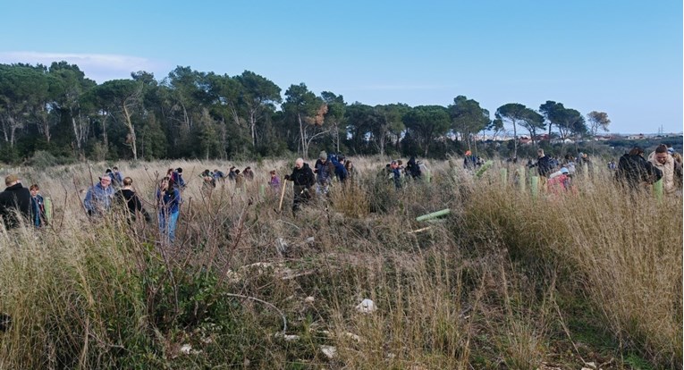 Volonteri kod Pule posadili 1600 stabala u šumi koje je izgorjela u požaru