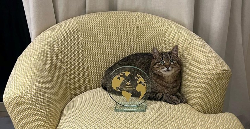 Ukrajinski mačak Stepan dobio nagradu u Cannesu za svoj utjecaj na društvenim mrežama