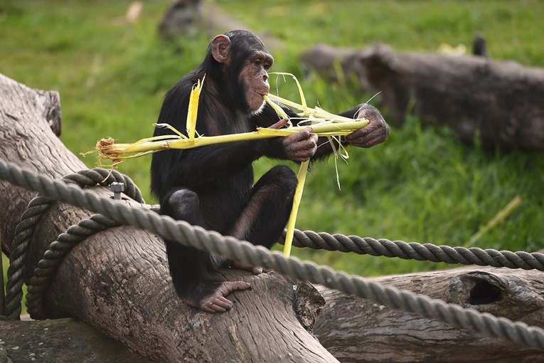 Policija spasila čimpanzu iz okrutnih uvjeta u privatnoj kući na Siciliji