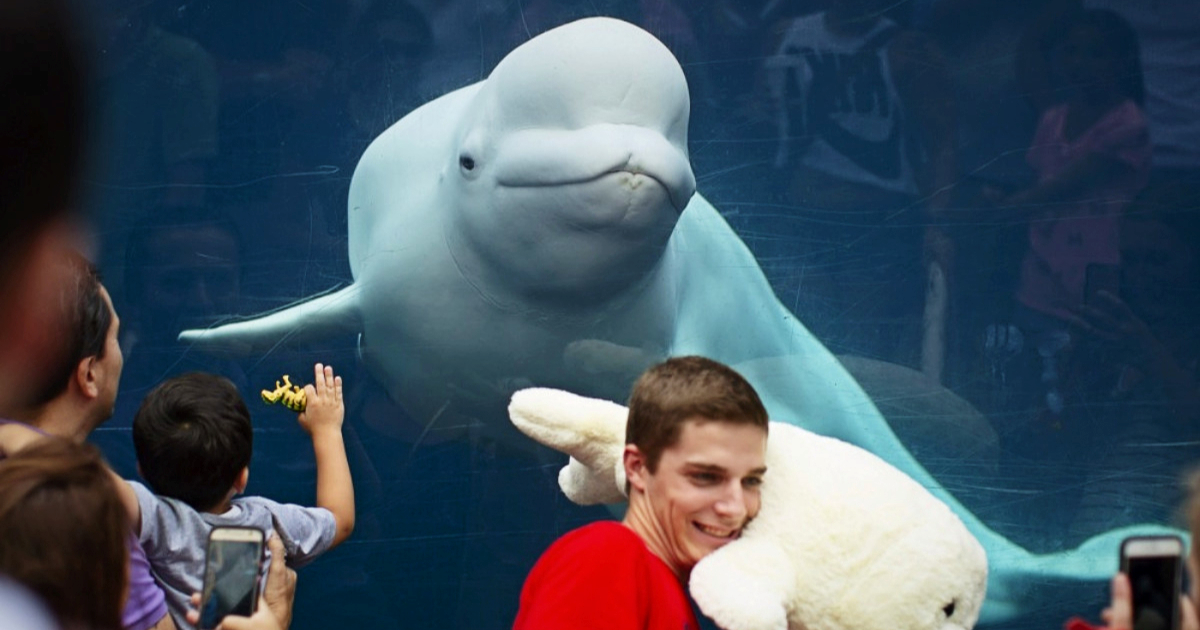 Kanadski park prijeti ubijanjem trideset beluga kitova