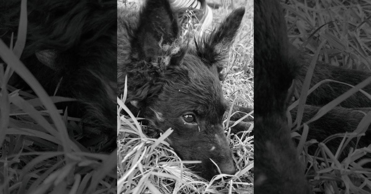 Pas Homer ovogodišnja je žrtva petardi, njegovo malo srce stalo je zbog pucnjave