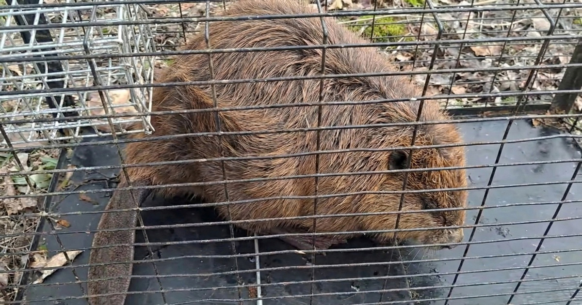 Najveći europski glodavac radio štetu u Sesvetama, premješten je u prirodu