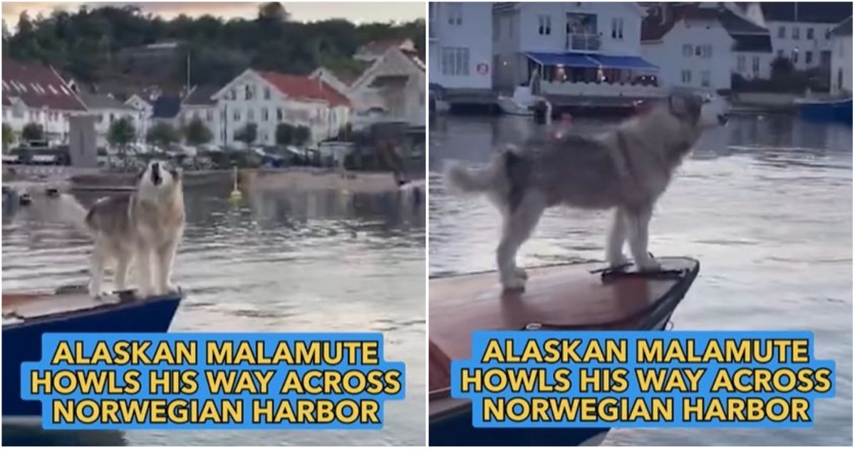 VIDEO Pas oponaša zvuk brodske sirene, teško biste pogodili da nije riječ o uređaju