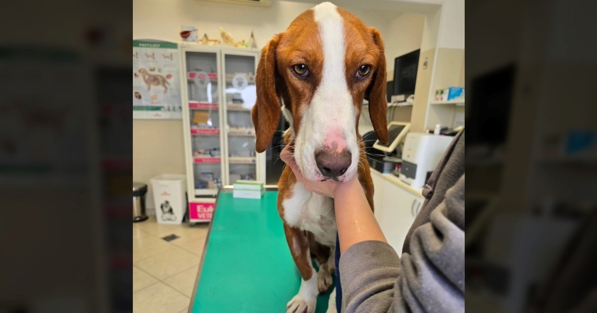 Neuhranjen i napušten: Ovog psa su dobri ljudi pronašli kako luta u brdima