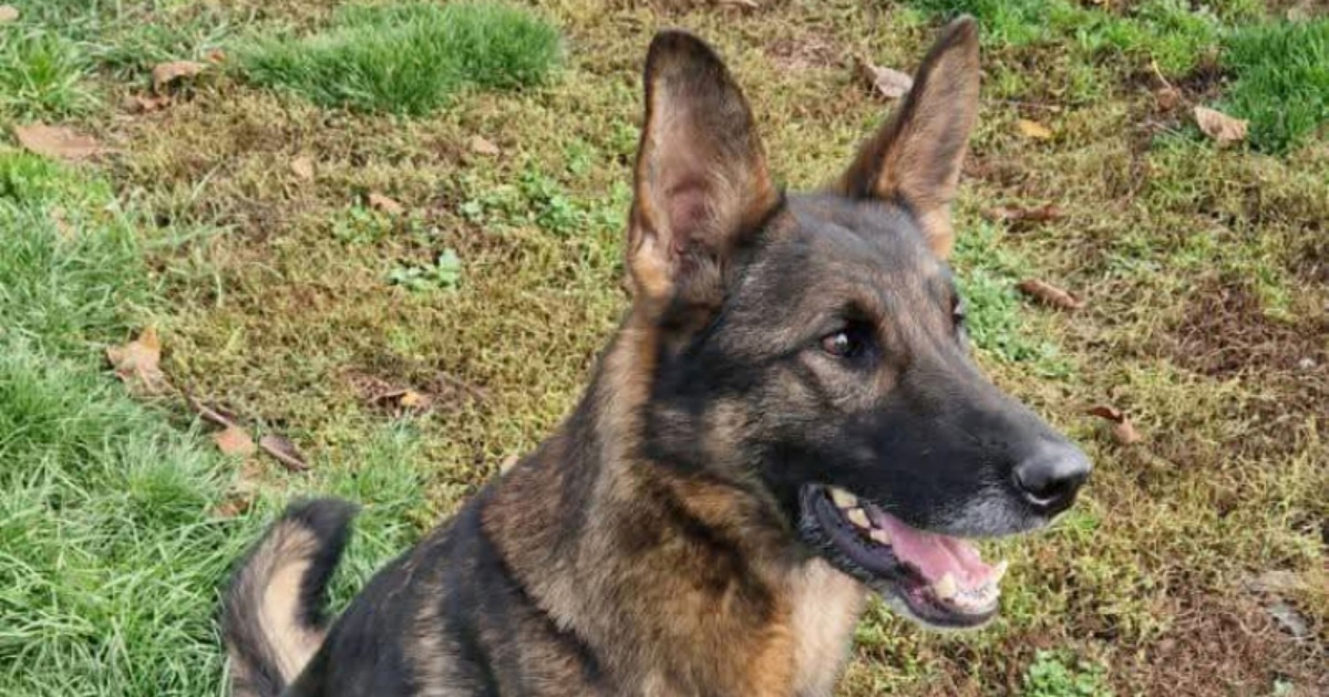 U Petrinji je nestala Zoe, &#x10D;istila je Hrvatsku od mina