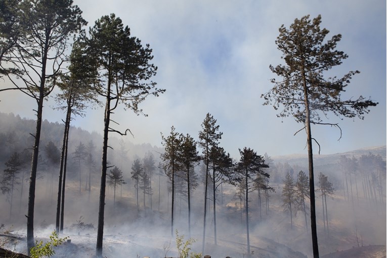 Spojila se dva požara u Dalmatinskoj zagori, ukupno opožareno 50 hektara borove šume