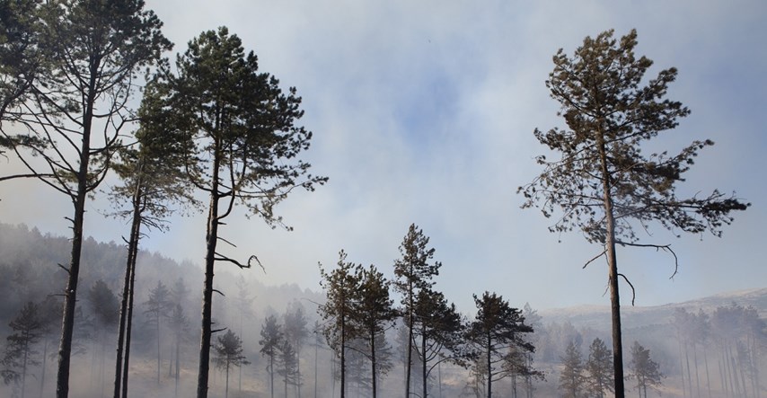 Spojila se dva požara u Dalmatinskoj zagori, ukupno opožareno 50 hektara borove šume