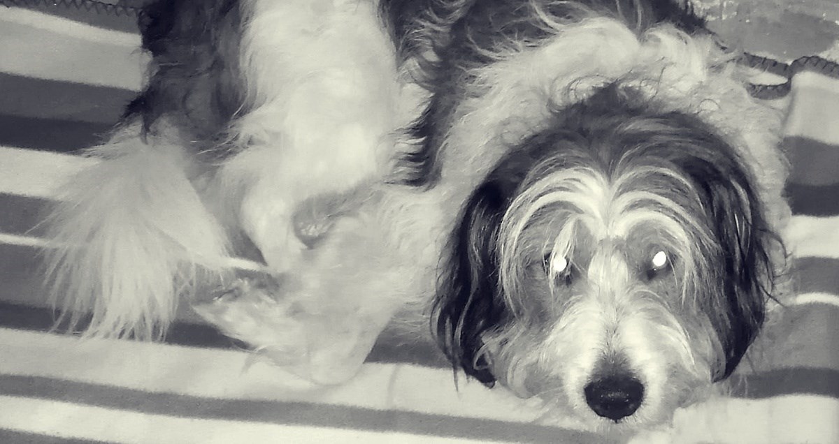 I mješanac Charlie je uginuo u novogodišnjoj noći: "Srce nije izdržalo"