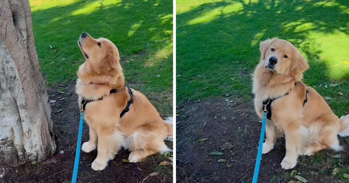 Zlatni retriver jednom je pronašao lopticu na stablu, umislio da "rastu" tamo