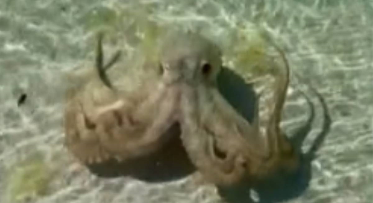 VIDEO Geologa na plaži u Australiji napala ljutita hobotnica