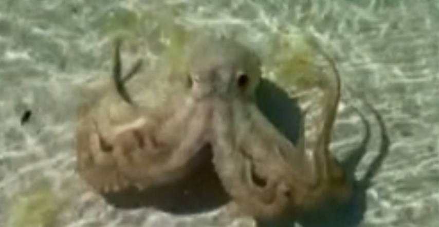 VIDEO Geologa na plaži u Australiji napala ljutita hobotnica