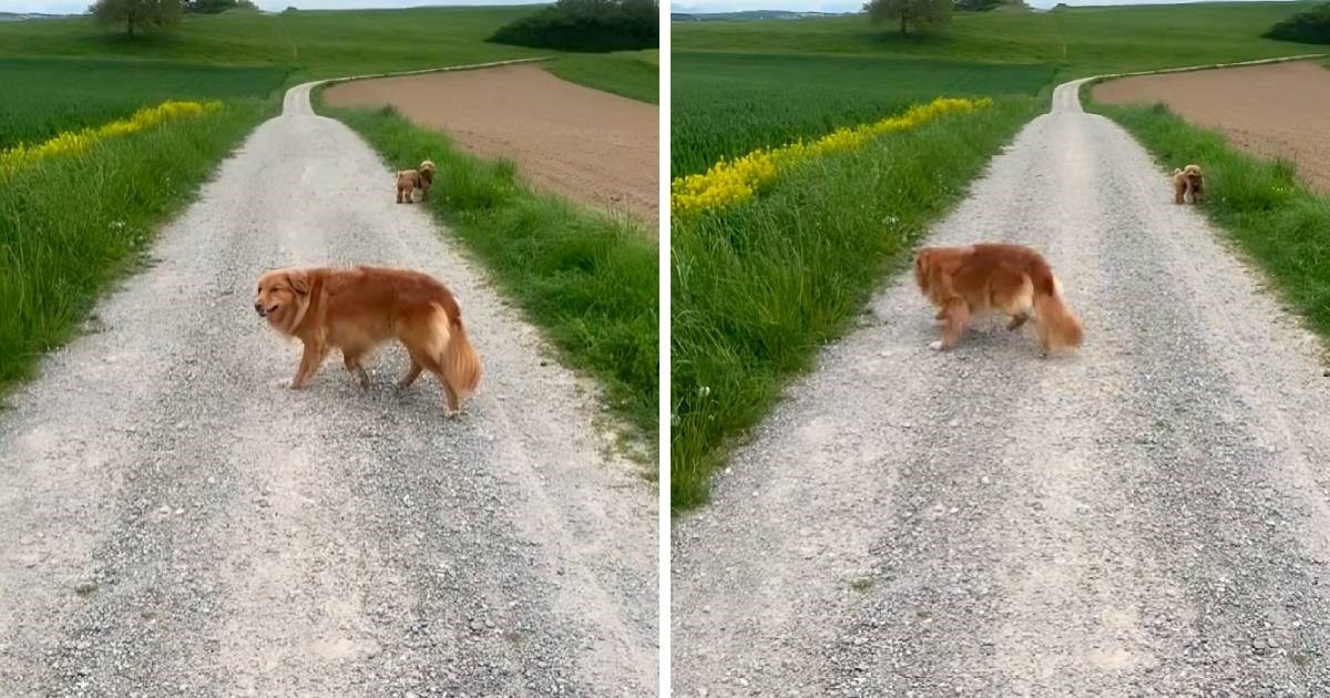 Reakcija zlatnog retrivera koji se boji zvuka aviona rastužila ljude: "Mali jadničak"