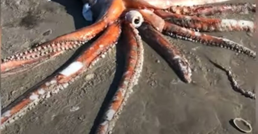 VIDEO Na plaži snimila iznimno rijedak prizor, morsko čudovište od 330 kila