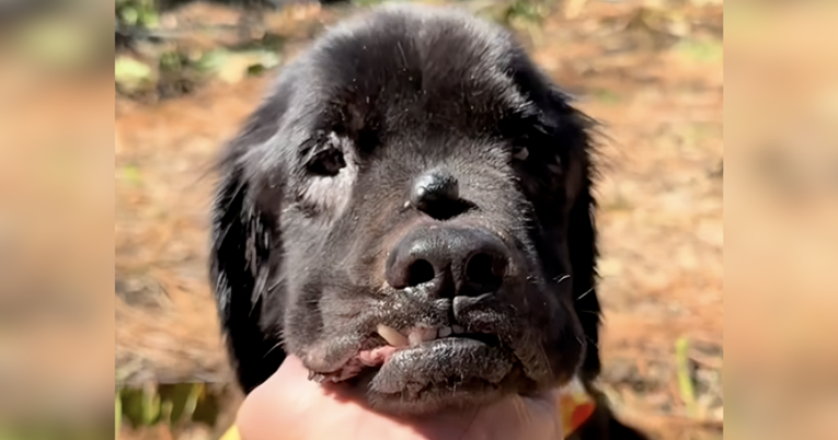 Winnie je ostavljena uoči dolaska oluje. Dobri ljudi su je spasili, oporavlja se