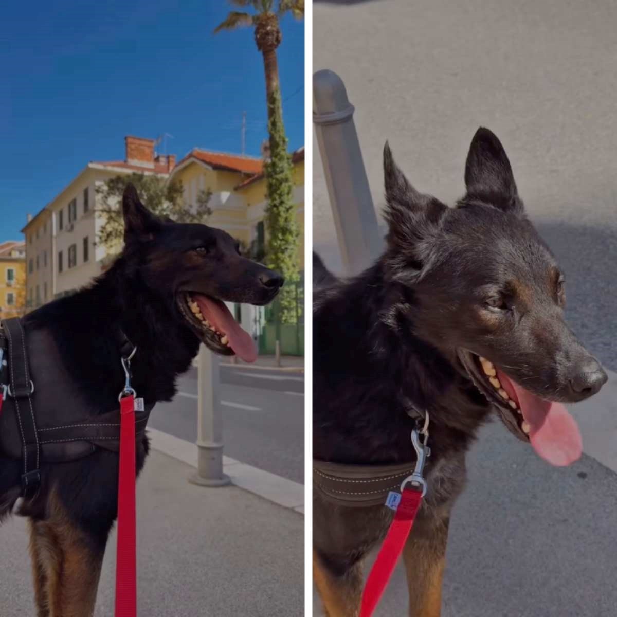 Fred strpljivo čeka svoju obitelj, pomozimo mu pronaći topli dom