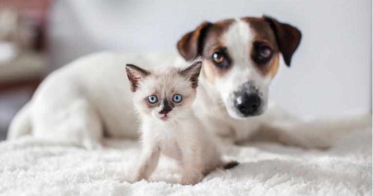 Pet novogodišnjih odluka koje će koristiti vašem psu i mački