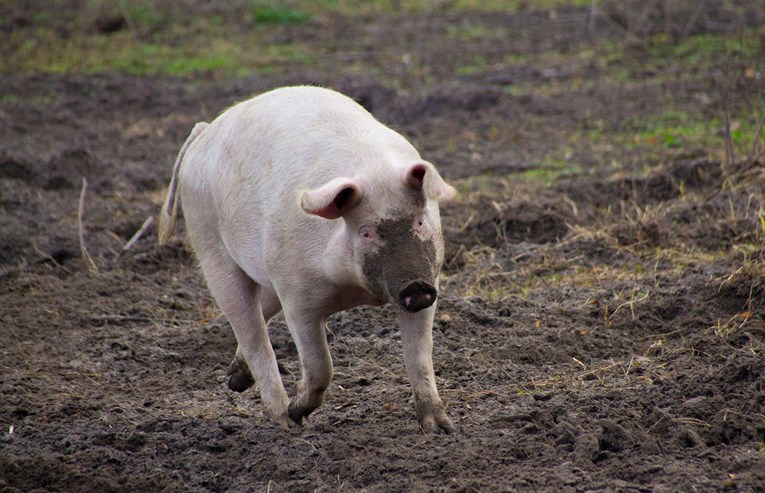 Mađari otkrili afričku svinjsku kugu na truplima divljih svinja kod Budimpešte