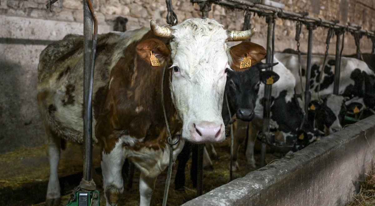 Francuskom se širi bolest kvrgave kože. "Nije rješenje odmah usmrtiti stoku"