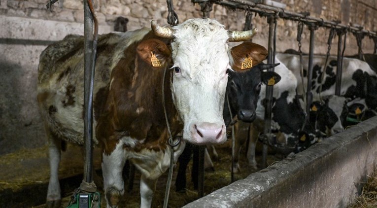 Francuskom se širi bolest kvrgave kože. "Nije rješenje odmah usmrtiti stoku"
