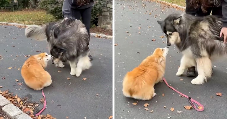 Dirljiv susret pasa koji se nisu vidjeli godinu dana izmamit će vam osmijeh na lice