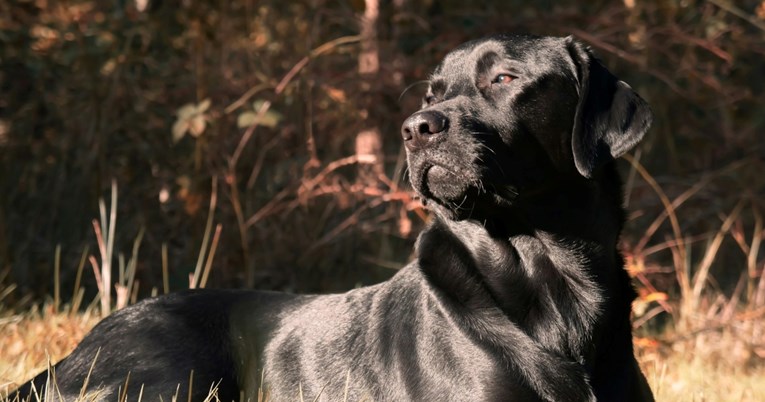 Crni labrador na poseban način pozdravio susjedu, video je hit