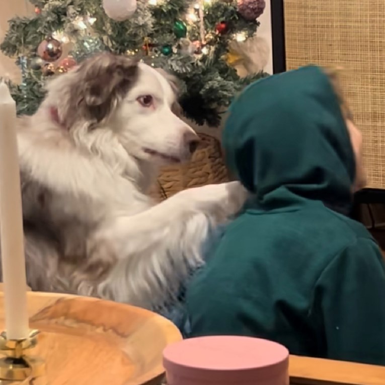 Pristojni australski ovčar na najslađi način moli djevojčicu za igru