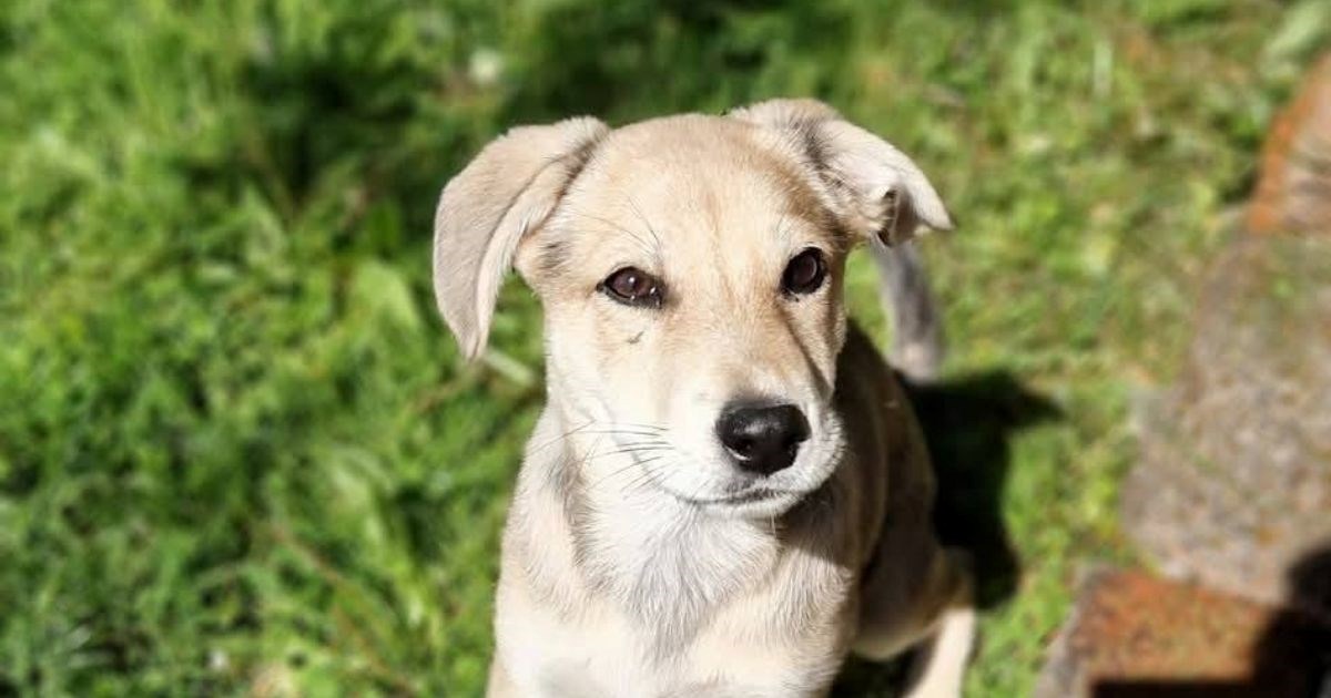 Nana traži stabilan dom: Iako ima samo 3,5 mjeseca, ljudi su je već razočarali