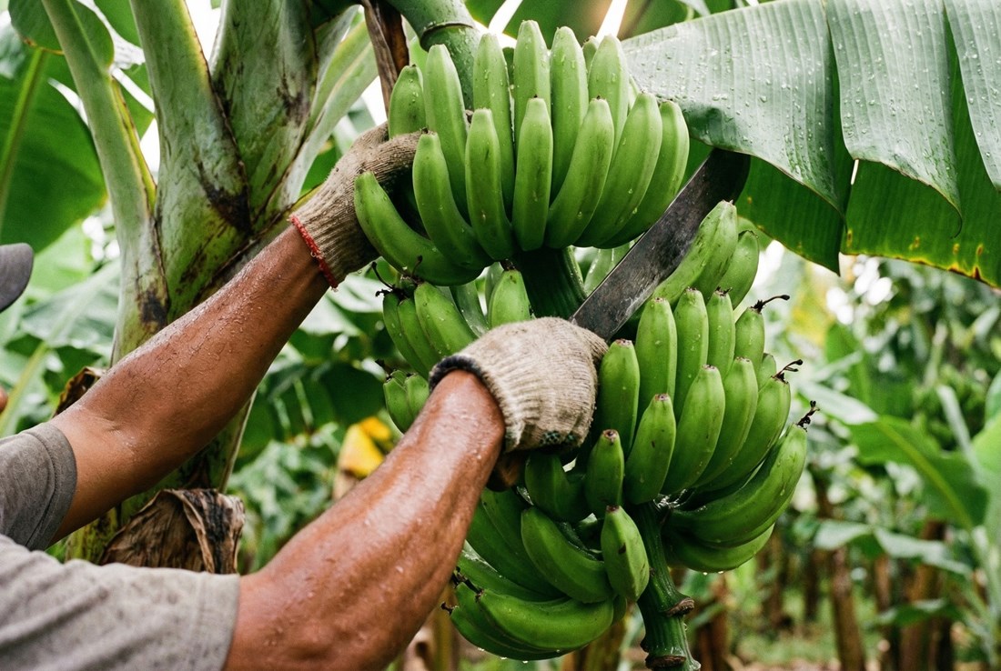 Banane iz Ekvadora do nas putuju tjednima. Evo kako izgleda cijeli taj proces 