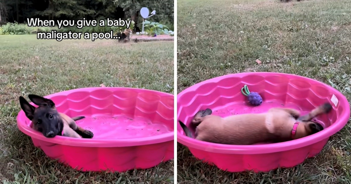 Mlada ovčarka dobila je bazen. Počela se u njemu igrati i dok nije bio napunjen vodom