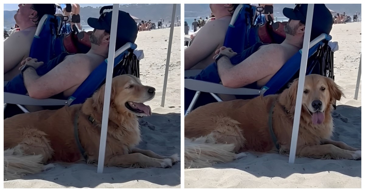 Ovaj zlatni retriver je napustio svoje vlasnike na plaži, evo i zašto