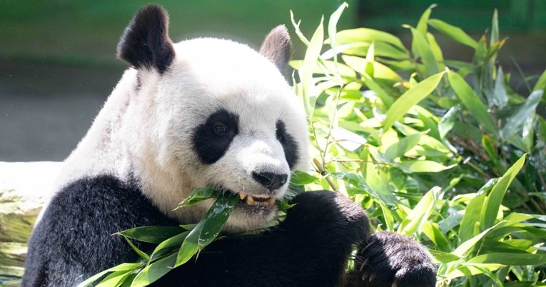 Panda Yuan Yuan proslavila 20. rođendan u zoološkom vrtu u Taipeiju