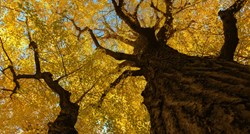 Istraživanje: Ovo drevno drvo je praktički besmrtno i ne umire zbog starosti