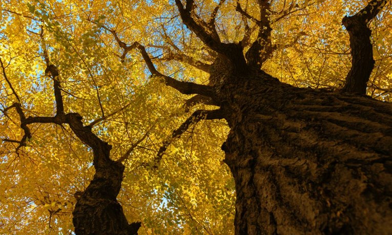 Istraživanje: Ovo drevno drvo je praktički besmrtno i ne umire zbog starosti
