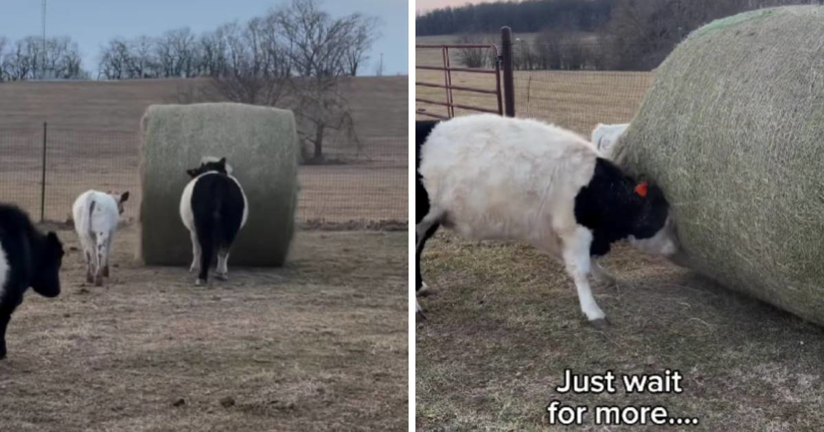 Zaigrana krava Maisy balom sijena zamalo uništila ogradu i postala viralni hit