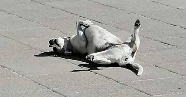 Pas nasmijao Dalmatince načinom na koji odmara: "Pasja fjaka"