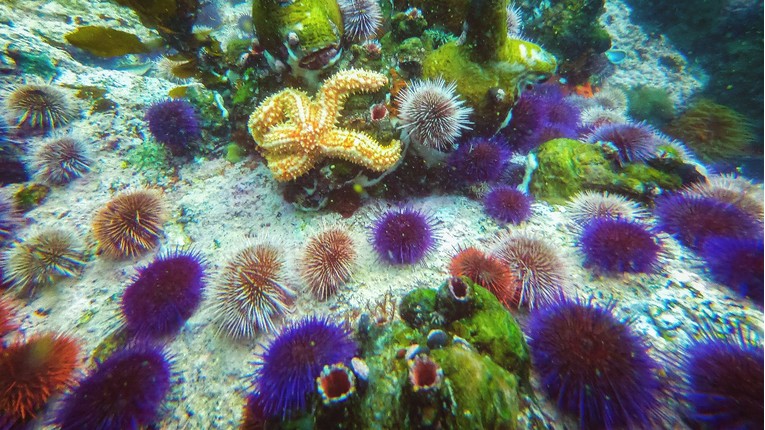 Klimatske promjene potiskuju morske vrste prema polovima